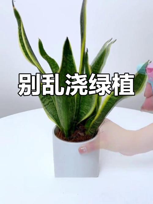 绿植养护误区：浇水越多越好吗？
