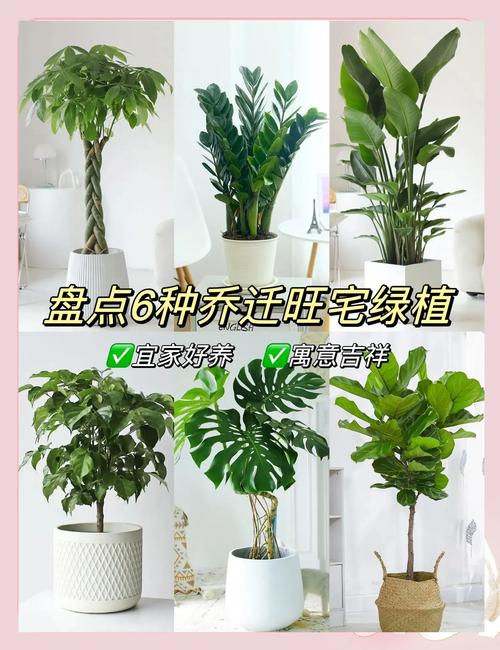 绿植摆放风水:客厅放什么植物最旺财?