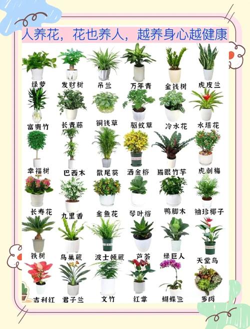 家居绿植，养护小技巧让家更生机