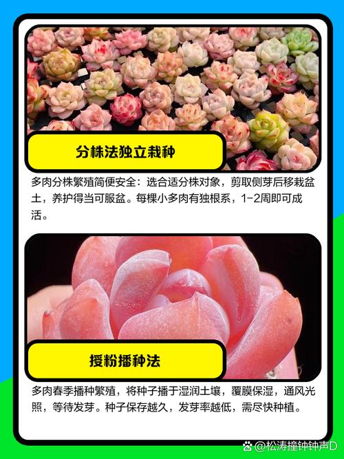 多肉植物繁殖优化！提高成功率的技巧