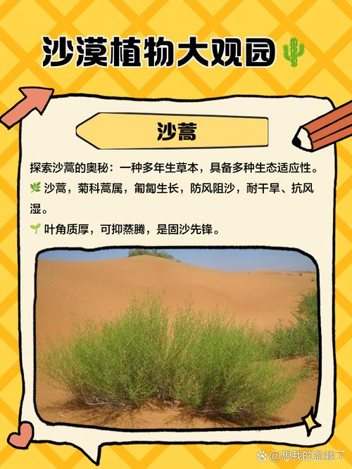 沙漠植物如何适应沙尘暴环境？植物生态学策略
