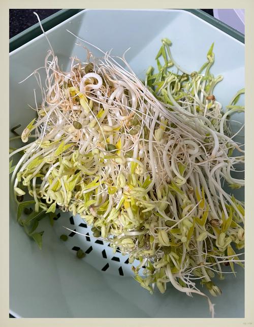 牛奶盒种植？水培或土培小植物！