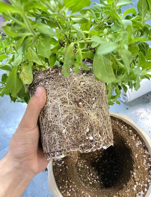 花盆换土技巧！让植物健康生长