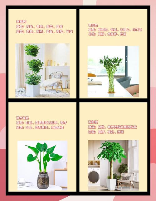 家居绿植摆放位置有讲究，你摆对了吗？