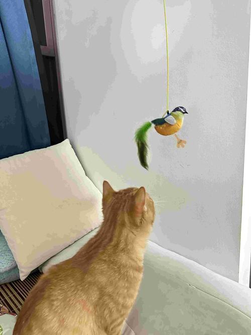 猫咪玩具选择：逗猫棒、猫抓板，满足捕猎天性​